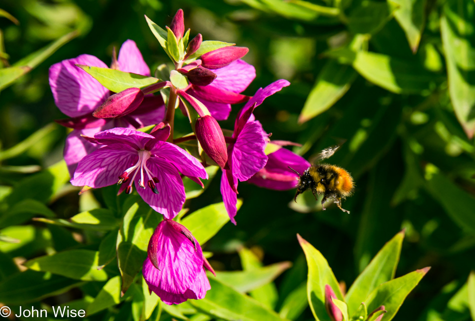 A bee about to land on a flower near Alsek Lake in Alaska