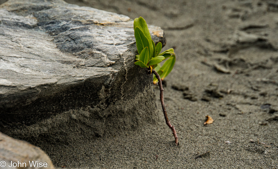 A stalk of life in a desolate setting next to Alsek Lake in Alaska