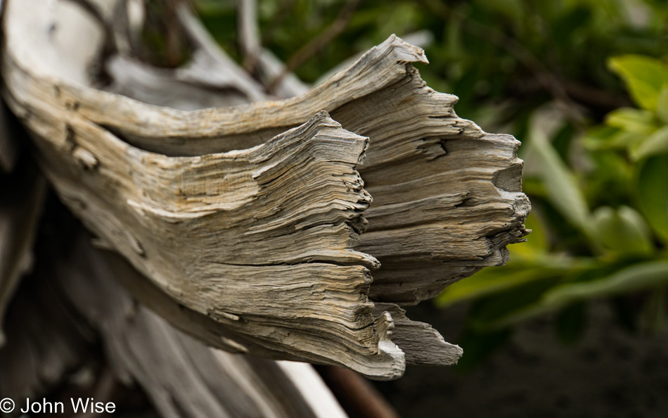 Bleached drift wood at Alsek Lake in Alaska