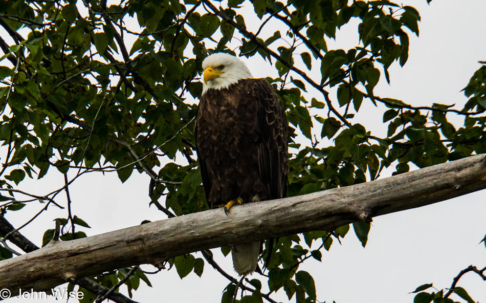 Bald eagle along the Alsek River in Alaska