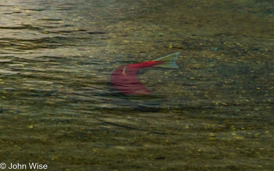 Sockeye salmon near Dry Bay, Alaska