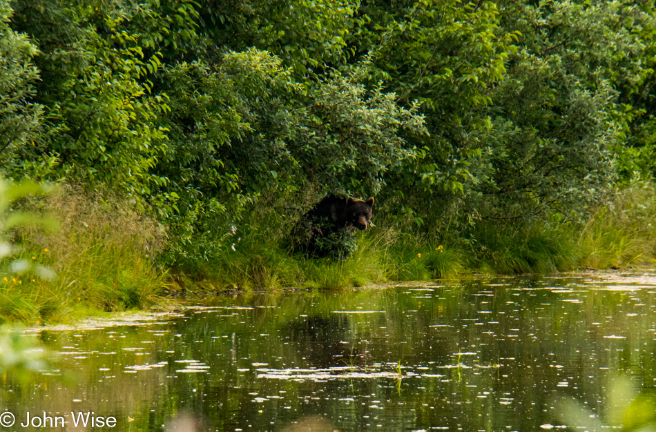 Grizzly bear near Dry Bay, Alaska