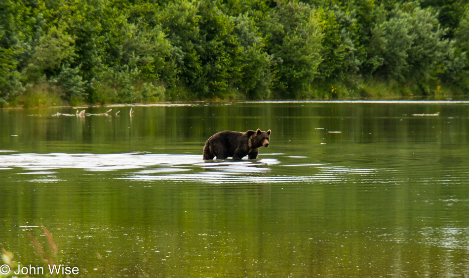 Grizzly bear near Dry Bay, Alaska