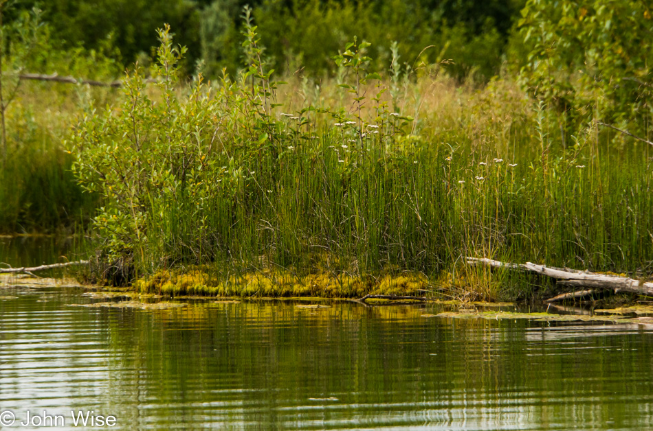 The slough near Dry Bay, Alaska