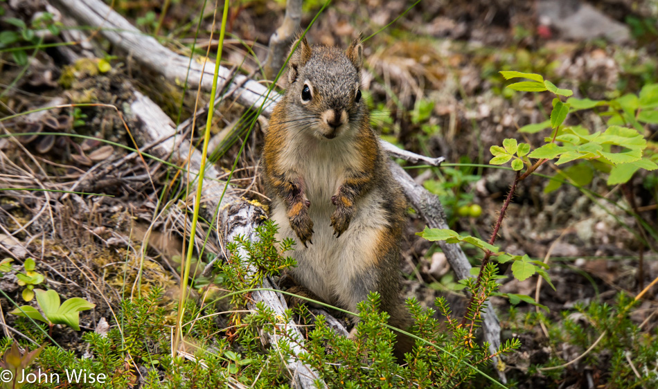 Squirrel in the wilds of Alaska