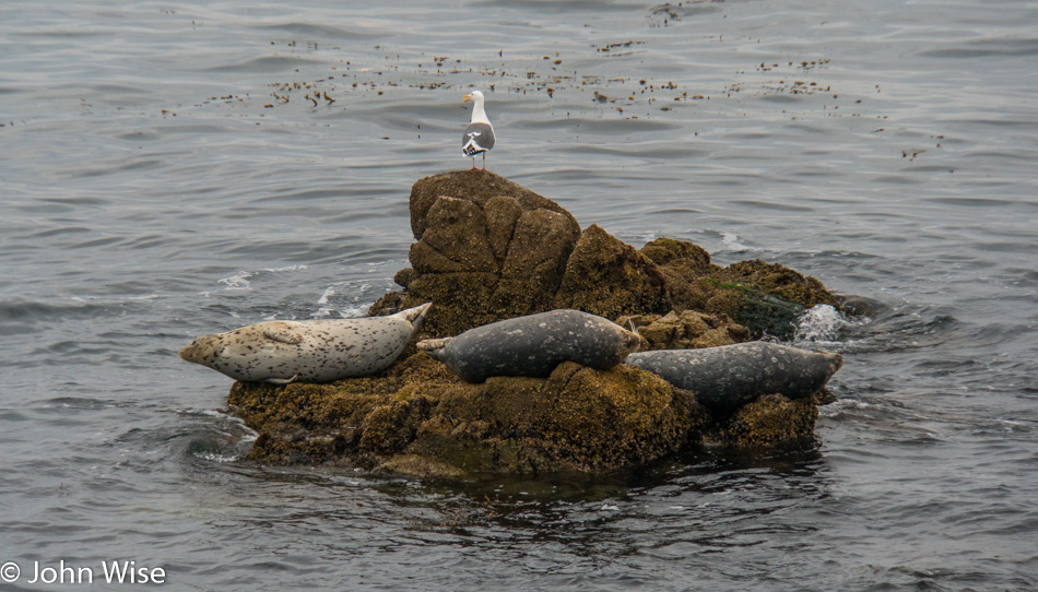 Three seals and a seagull in Monterey Bay, California