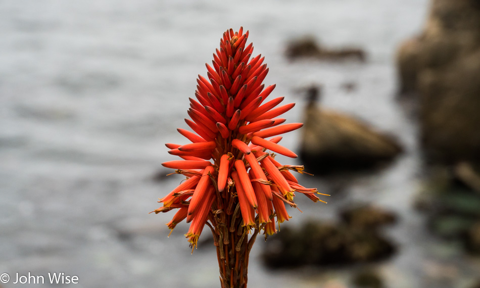 Some coastal winter color in the form of Torch Aloe