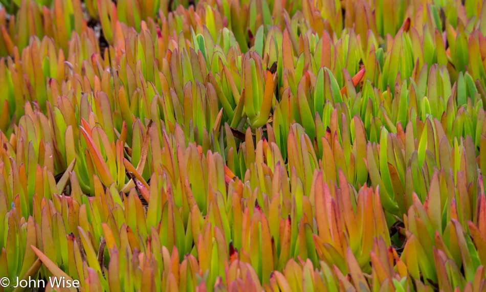 Ice plant in Pacific Grove, California