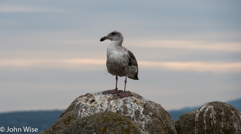 The seagull