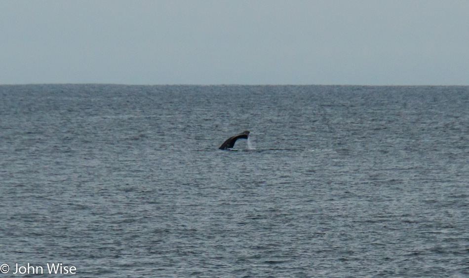 Fluke of a humpback whale in Monterey Bay, California