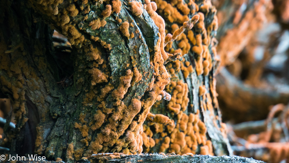 Lichen on a tree at Point Lobos State Natural Reserve