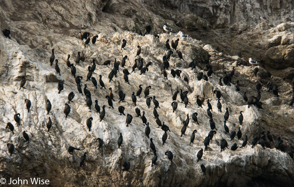 Cormorants at Point Lobos State Natural Reserve