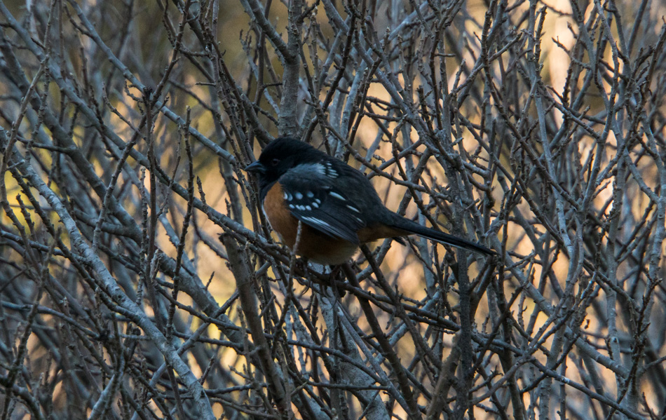 A spotted towhee bird in the tree at Andrew Molera State Park
