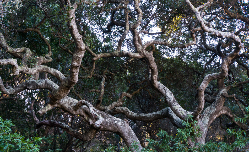 The Coast Live Oak in Andrew Molera State Park