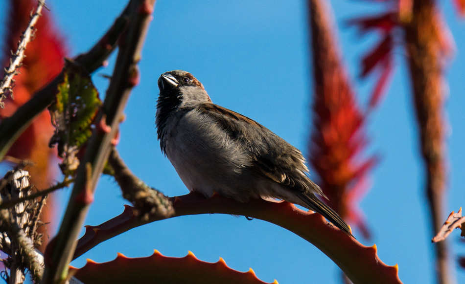 The common sparrow