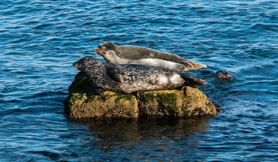 Two harbor seals in Monterey Bay, California