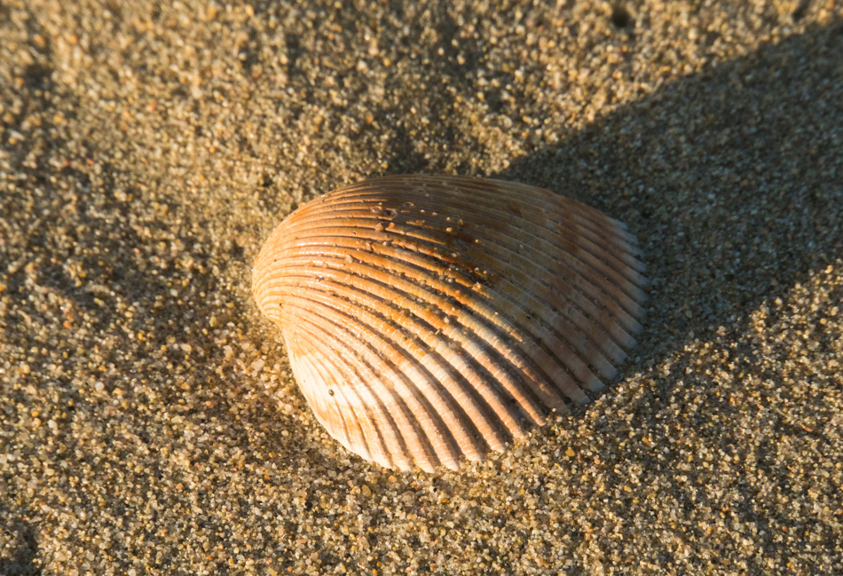 A seashell at Garrapata Beach