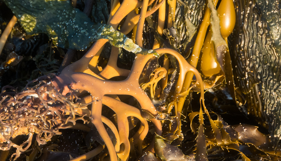 Kelp from just off shore at Garrapata Beach