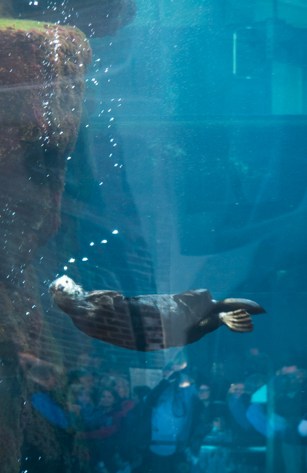 Sea otter at Monterey Bay Aquarium