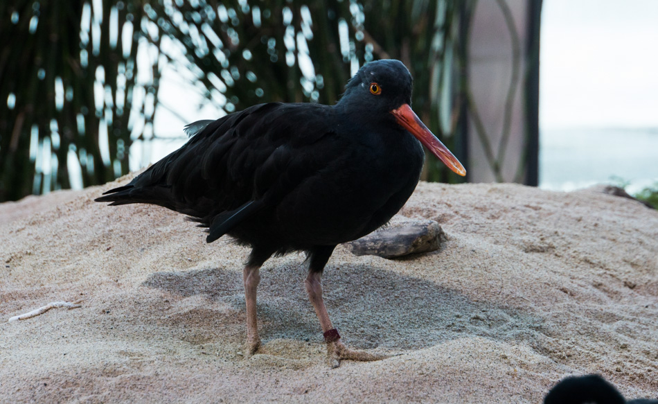 The Variable Oystercatcher shore bird at Monterey Bay Aquarium