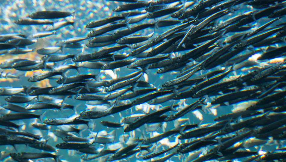 School of sardines at the Monterey Bay Aquarium