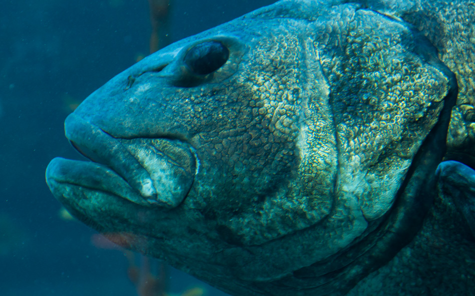 A Giant Sea Bass at the Monterey Bay Aquarium