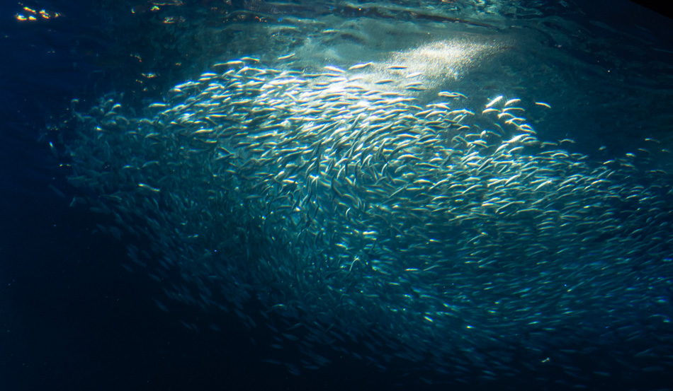 Sardines at the Monterey Bay Aquarium