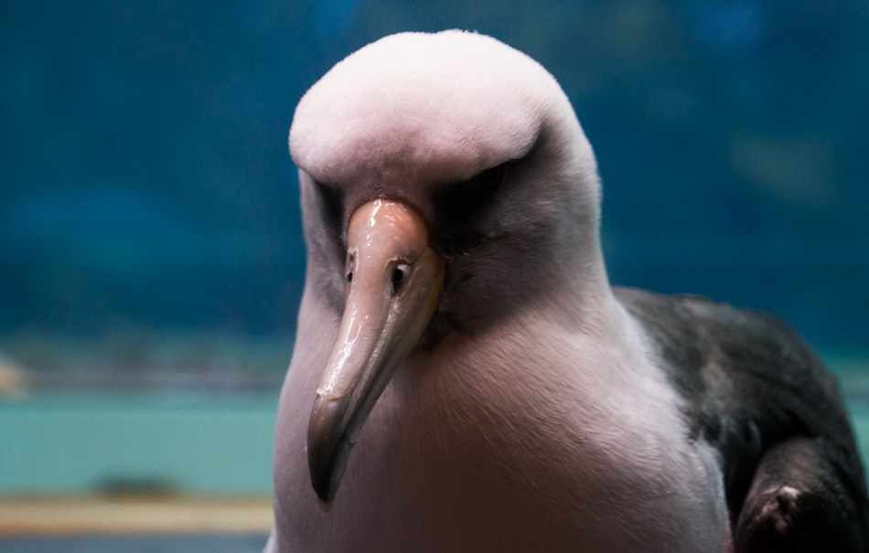 An Albatross at the Monterey Bay Aquarium 