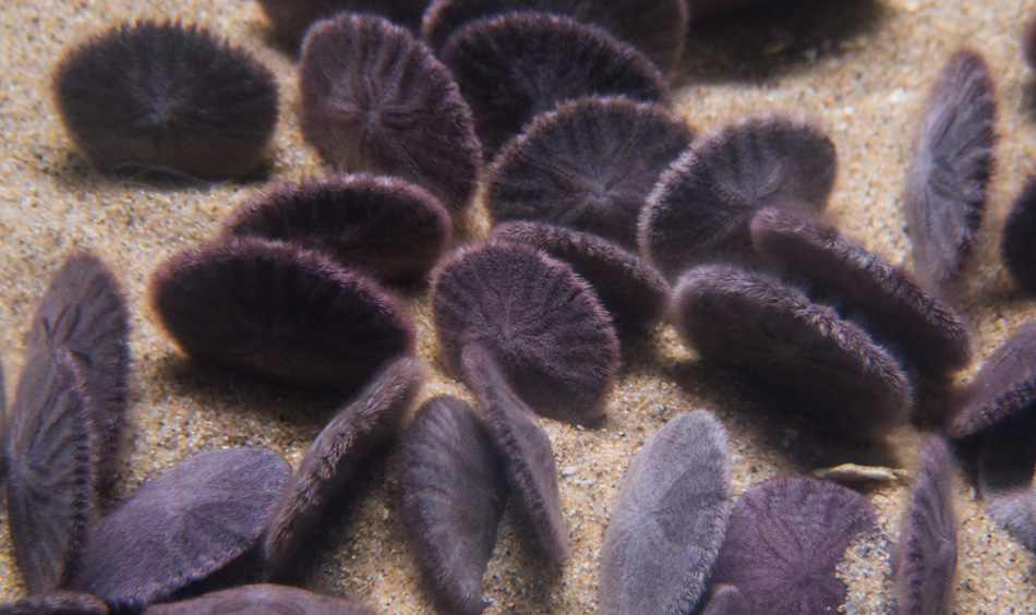 Sand dollars at the Monterey Bay Aquarium