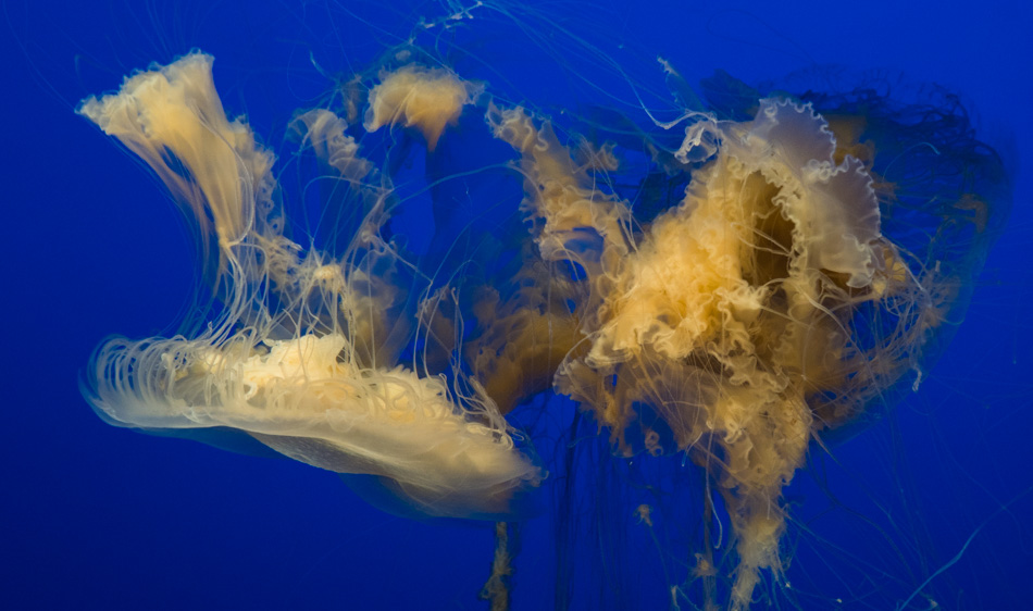 Jellyfish at the Monterey Bay Aquarium