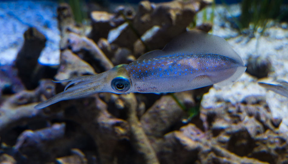 The Cuttlefish at the Monterey Bay Aquarium