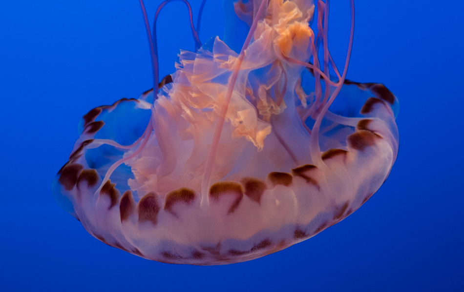 The Jellyfish at the Monterey Bay Aquarium