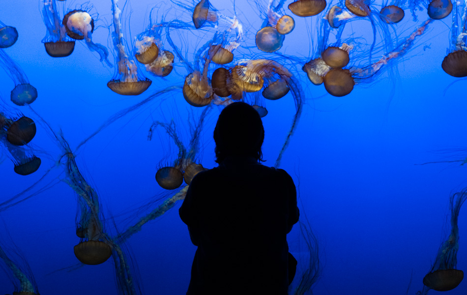 Caroline Wise standing in front of a Jellyfish display at the Monterey Bay Aquarium