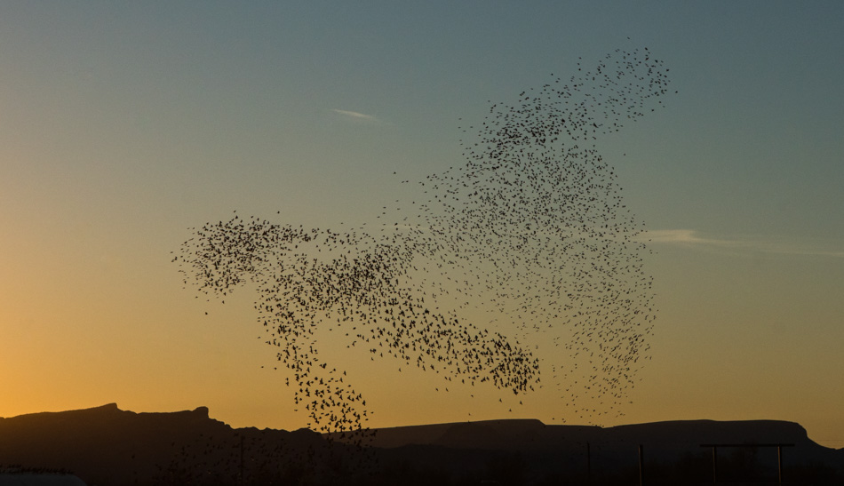 Starling murmuration in the Arizona desert