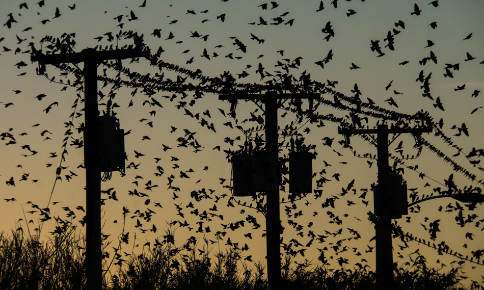 Starling murmuration in the Arizona desert