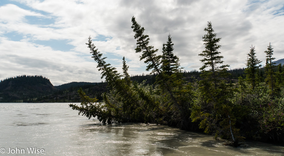 Nearly submerged trees along the Alsek River in Yukon, Canada