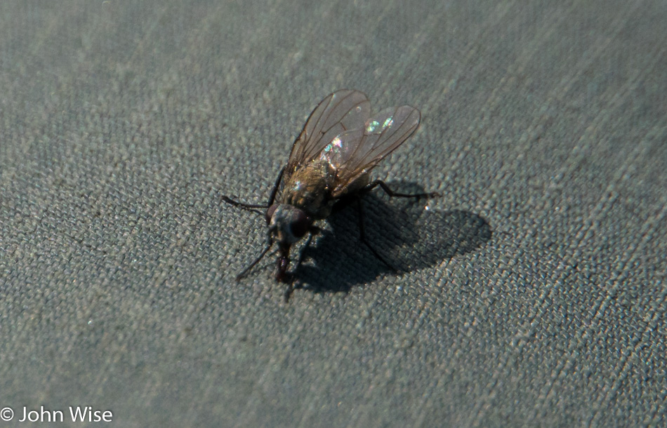 A Yukon fly known by their buzz which sounds Canadian