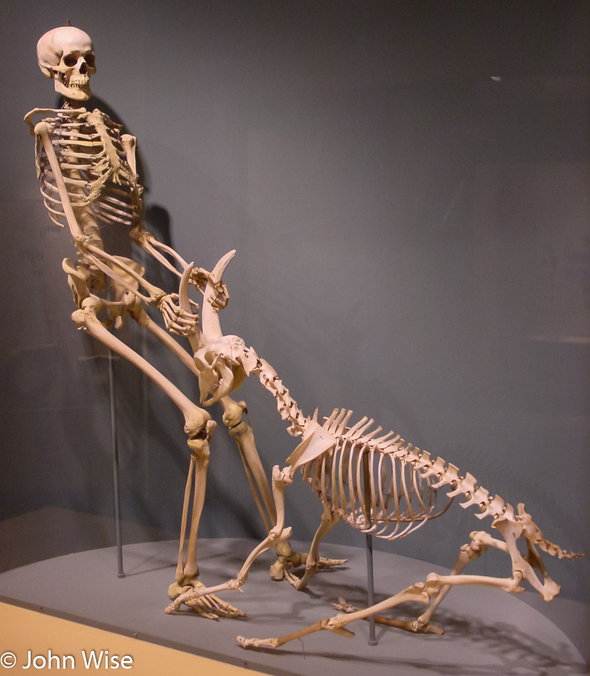 Inside the Natural History Museum in Washington D.C.