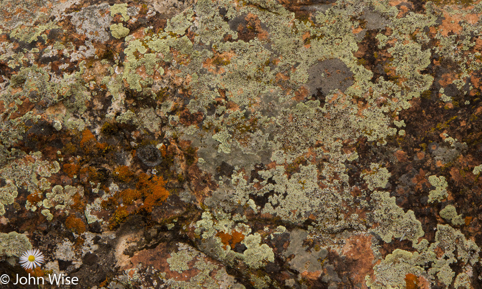 Lichen in Dinosaur National Monument Colorado