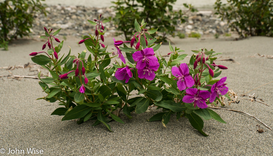 Wild flowers along the Alsek river in Canada