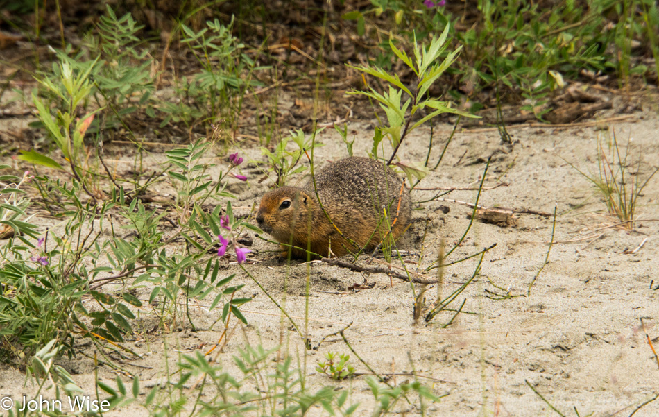 Squirrel next to the Alsek river in Canada