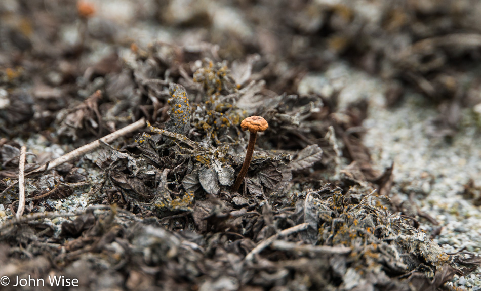 Tiny mushroom at the Serengeti on the Alsek river in Canada