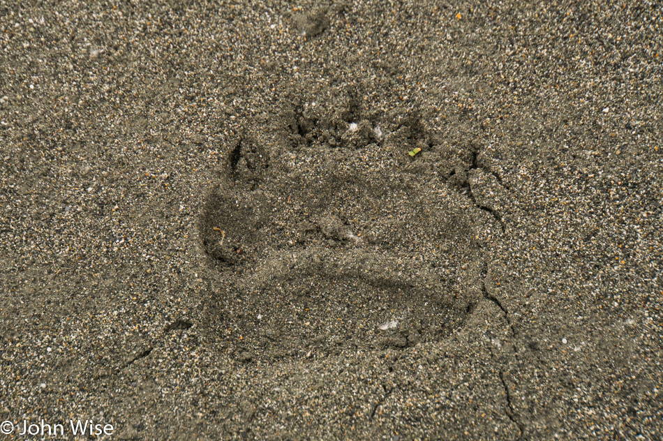 Grizzly bear paw print in the sand along the Alsek river in British Columbia, Canada