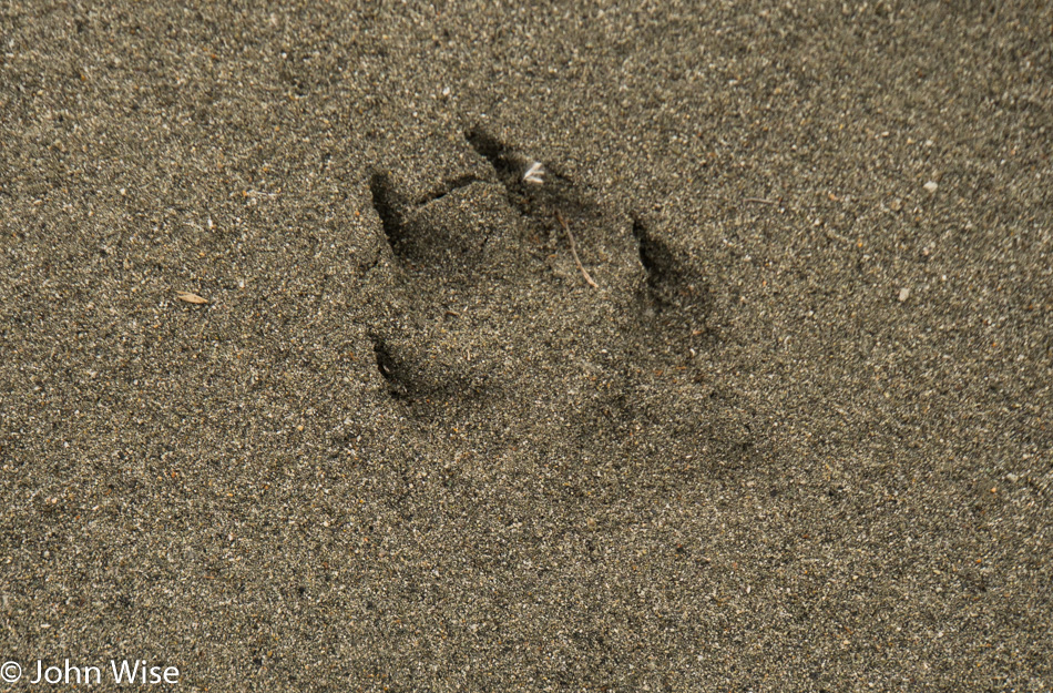 Wolf print next to the Alsek river in British Columbia, Canada