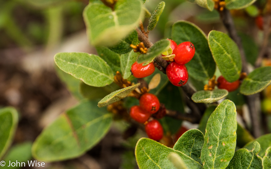 Soapberry along the Alsek river in British Columbia, Canada