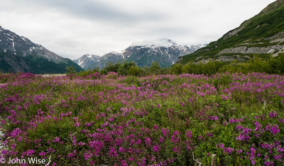 Wildflowers along the Alsek river in British Columbia, Canada