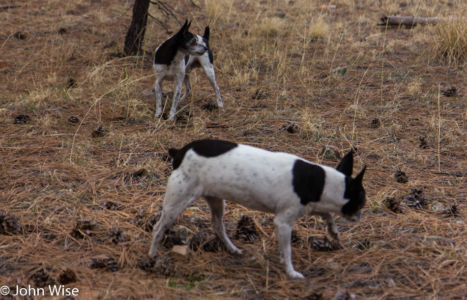 Sparky in the background and Piggy in the foreground