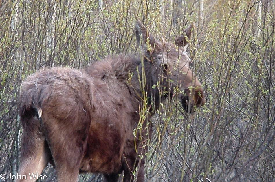 A moose in Grand Teton National Park in Wyoming