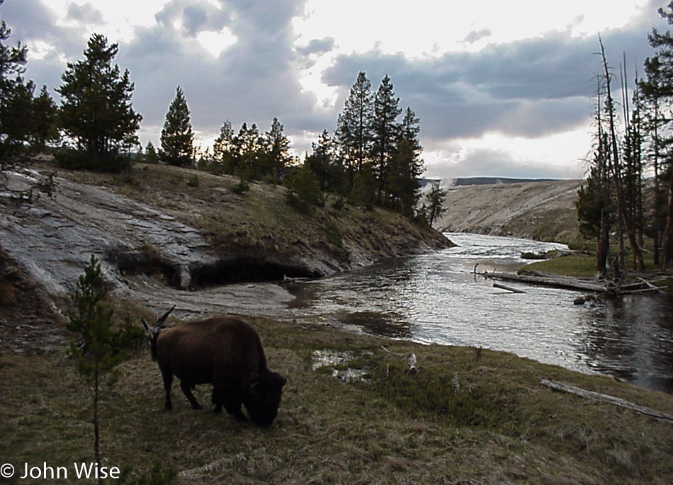 Bison on the Old Faithful Basin in Yellowstone National Park Wyoming