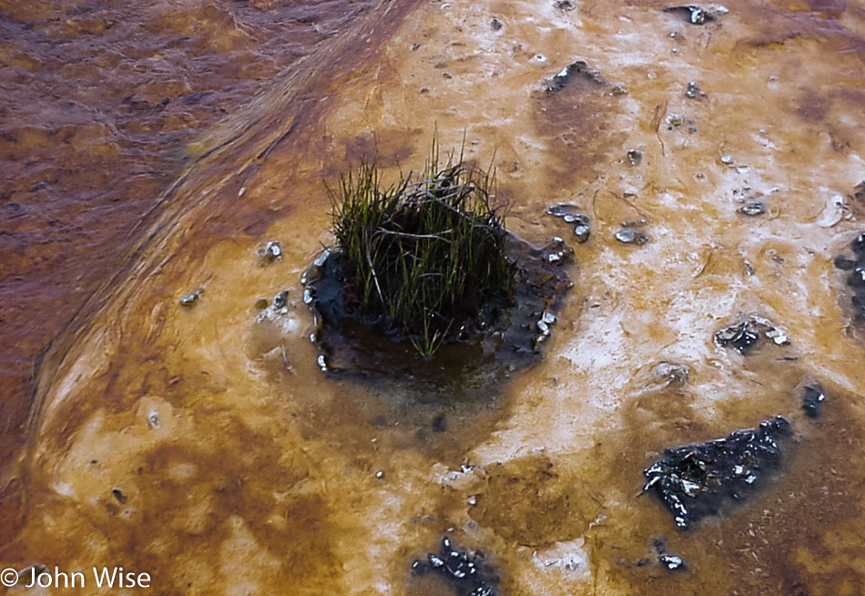 Bacterial mat at Yellowstone National Park, Wyoming